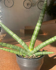 Snake Plant (Sansevieria boncellensis) サンスベリア ボンセレシス