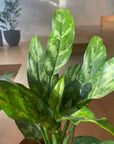 Aglaonema ’Maria’ アグラオネマ マリア