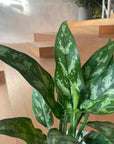 Aglaonema ’Maria’ アグラオネマ マリア