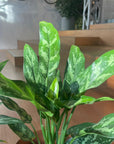 Aglaonema ’Maria’ アグラオネマ マリア