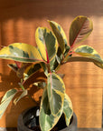 Ficus elastica 'tineke' フィカス・ティネケ