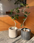 Ficus Audrey (Ficus benghalensis) フィカス  ベンガレンシス