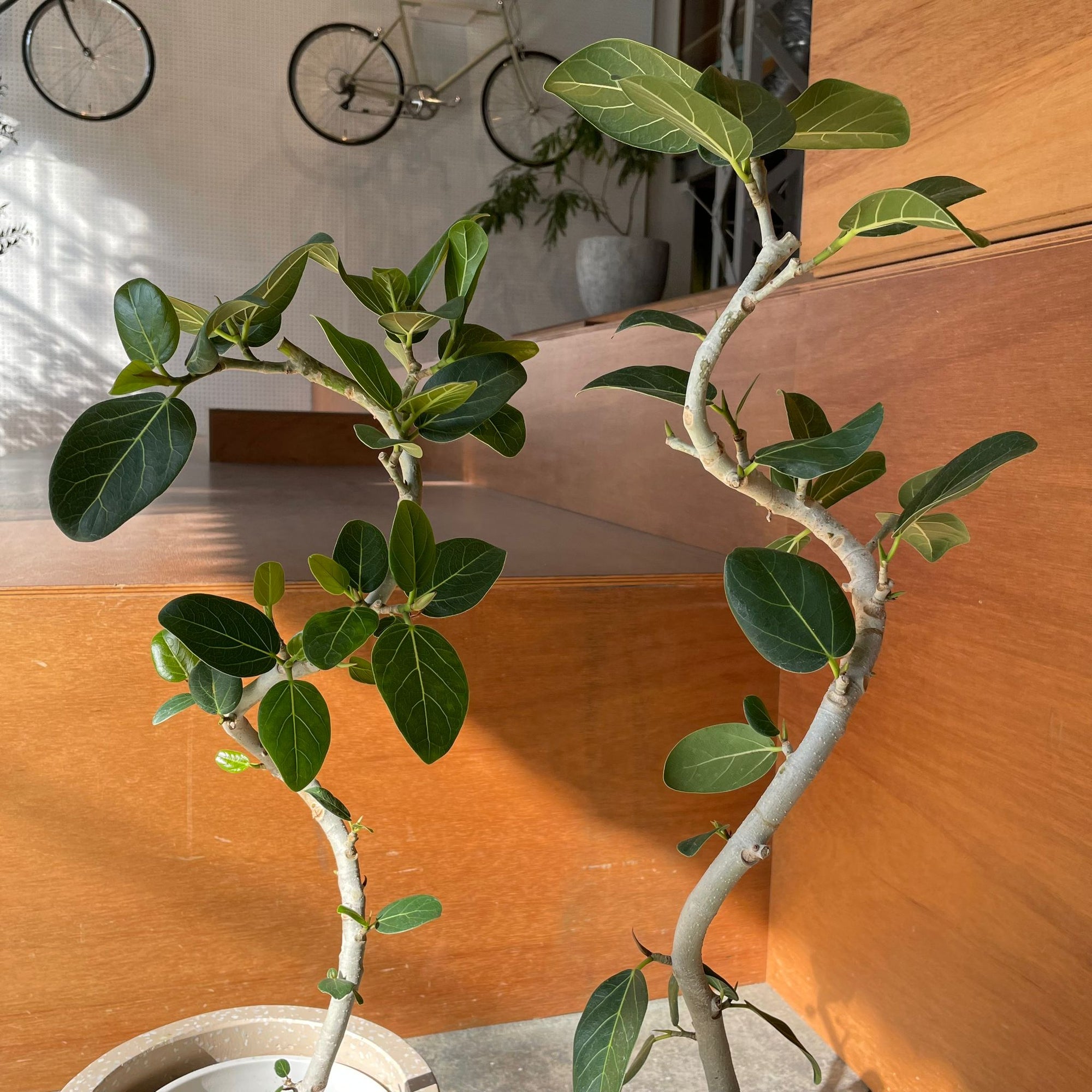 Ficus Audrey (Ficus benghalensis) フィカス  ベンガレンシス