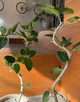 Ficus Audrey (Ficus benghalensis) フィカス  ベンガレンシス