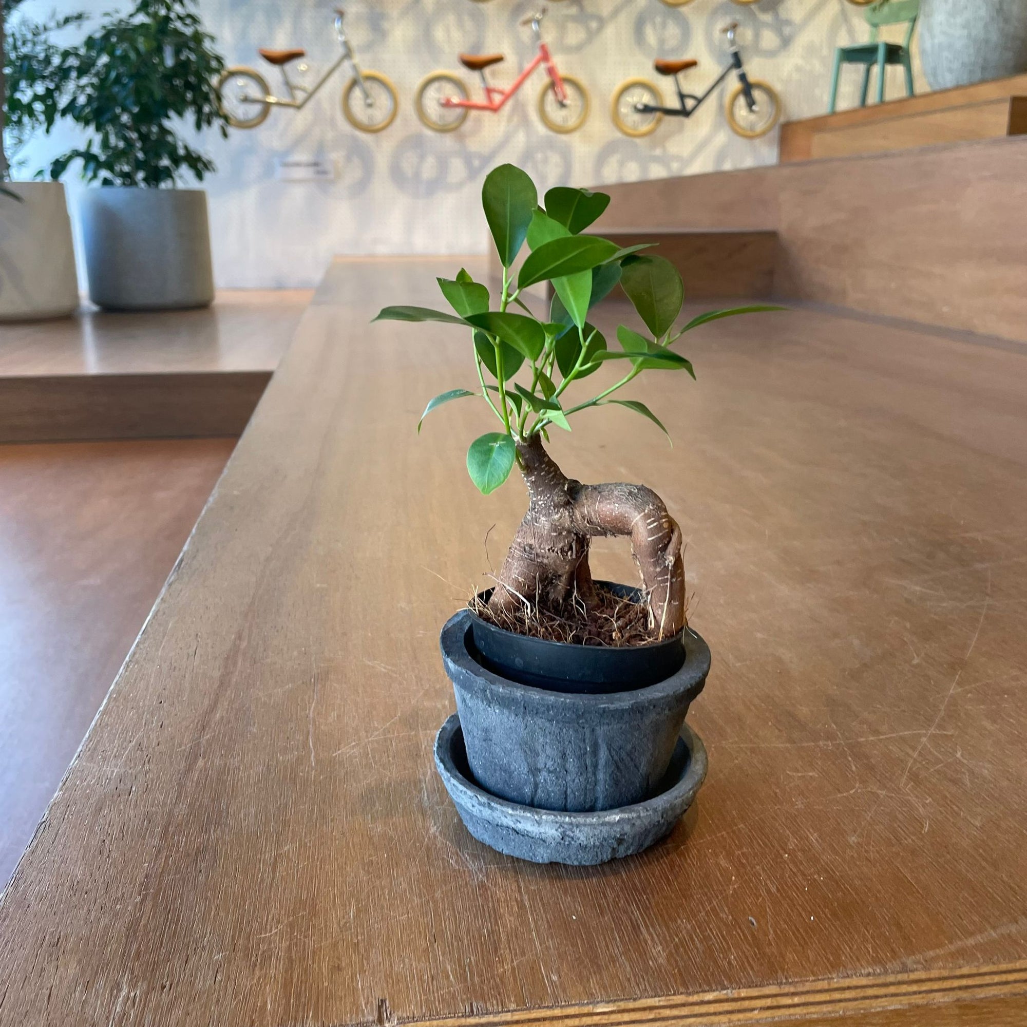 Amalfi Terracotta Planter アマルフィ テラコッタプランター