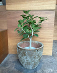 Ficus Audrey (Ficus benghalensis) フィカス  ベンガレンシス