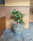 Ficus Audrey (Ficus benghalensis) フィカス  ベンガレンシス