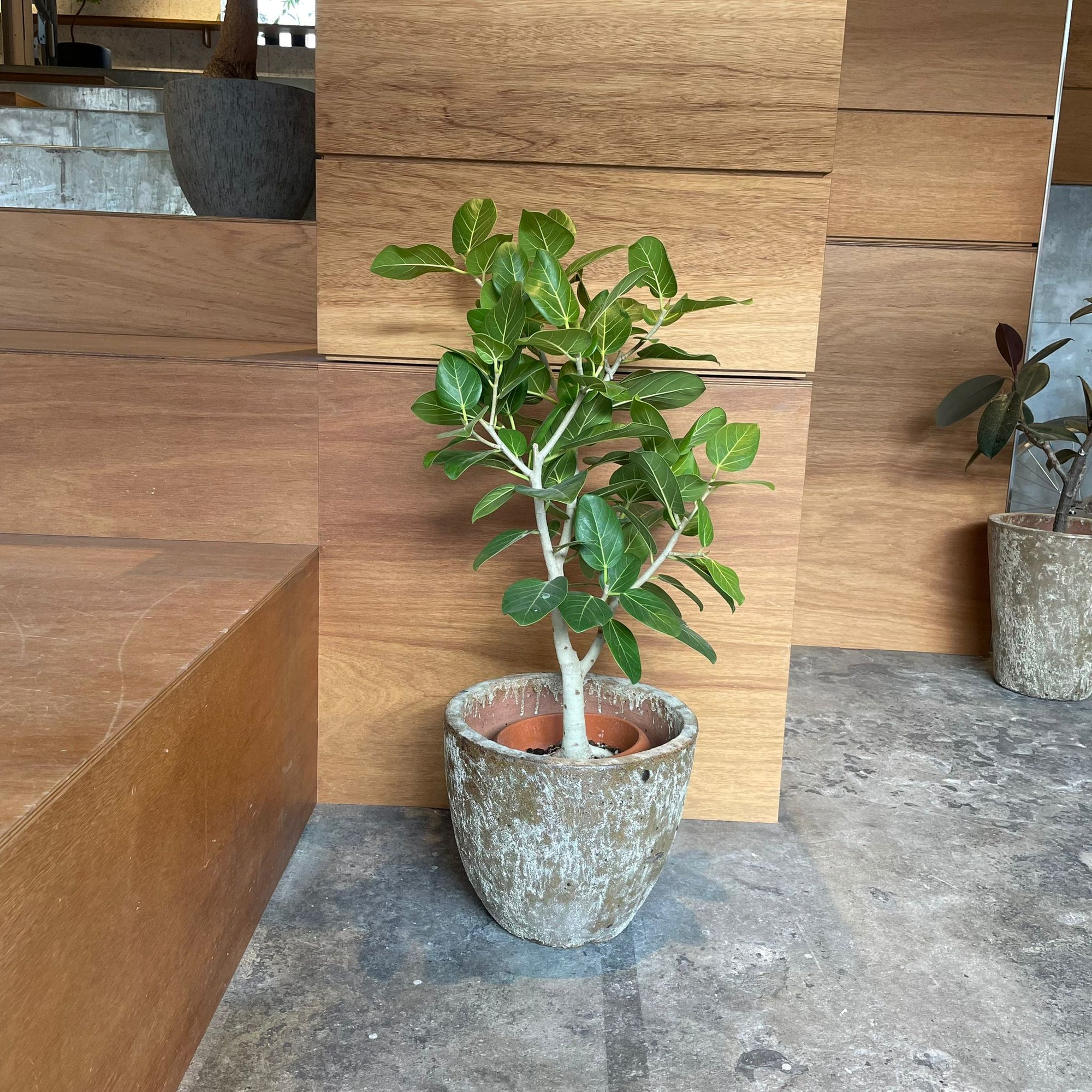 Ficus Audrey (Ficus benghalensis) フィカス  ベンガレンシス