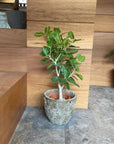 Ficus Audrey (Ficus benghalensis) フィカス  ベンガレンシス