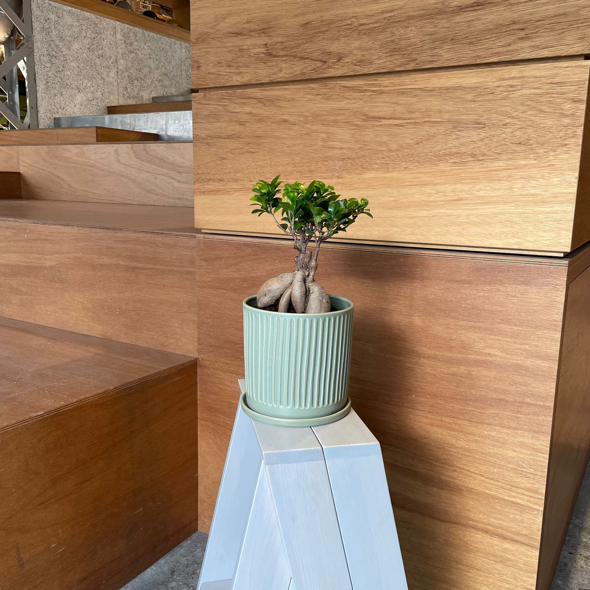 Ficus microcarpa ガジュマル