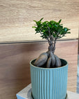 Ficus microcarpa ガジュマル