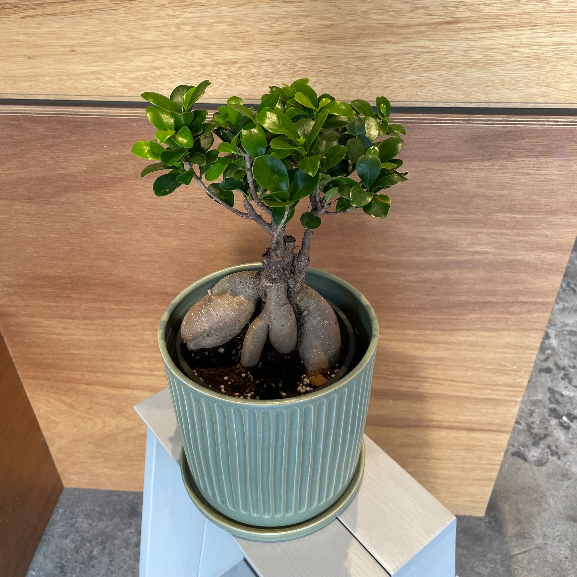 Ficus microcarpa ガジュマル