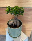 Ficus microcarpa ガジュマル