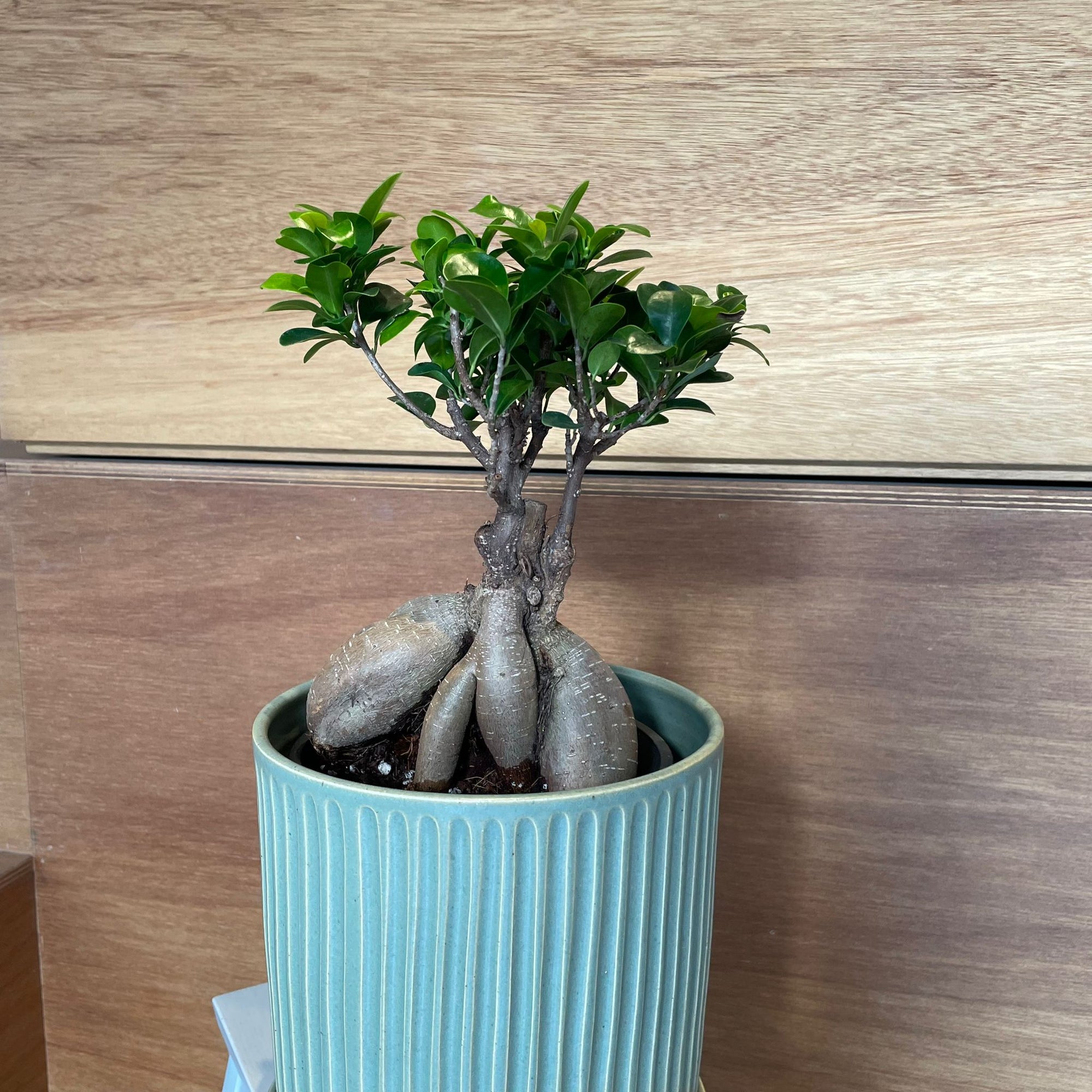 Ficus microcarpa ガジュマル