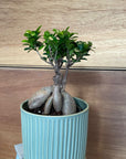 Ficus microcarpa ガジュマル