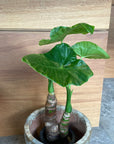 Alocasia クワズイモ