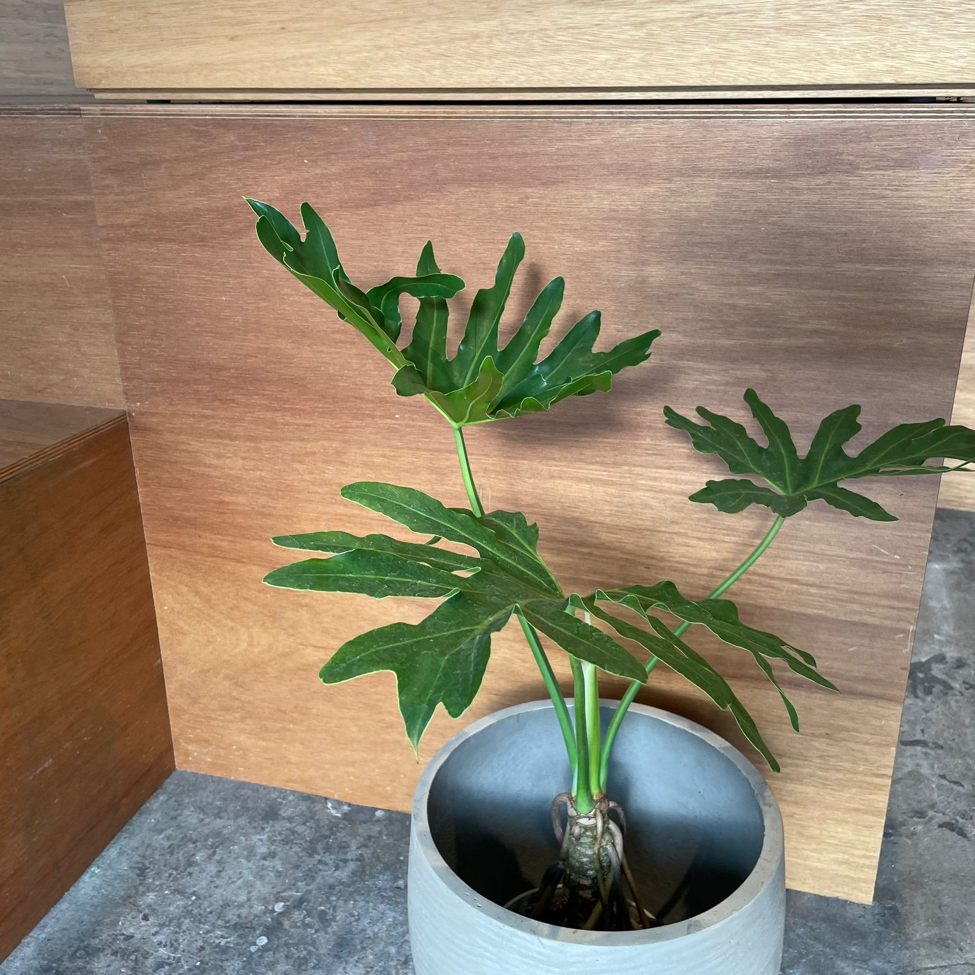 Philodendron selloum  フィロデンドロン　セローム