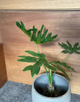 Philodendron selloum  フィロデンドロン　セローム