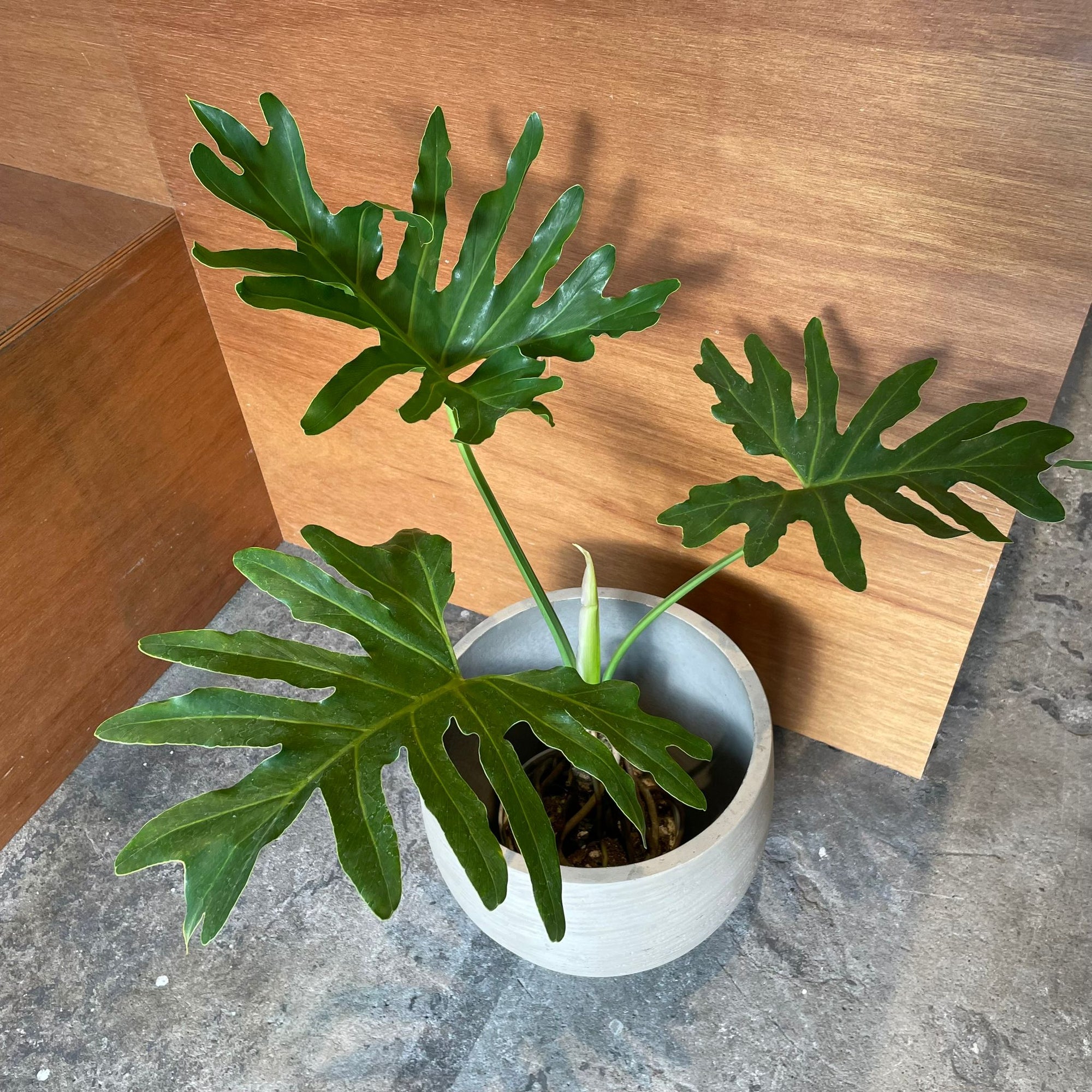 Philodendron selloum  フィロデンドロン　セローム