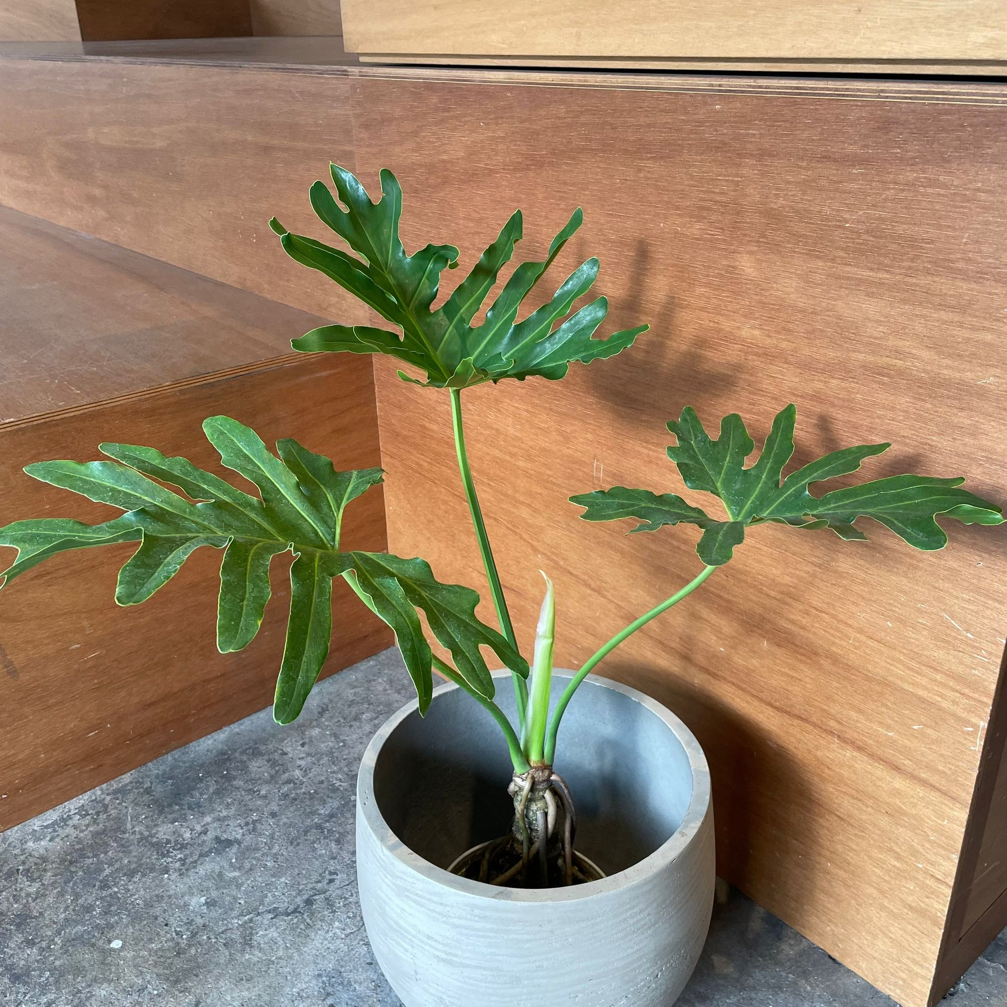 Philodendron selloum  フィロデンドロン　セローム