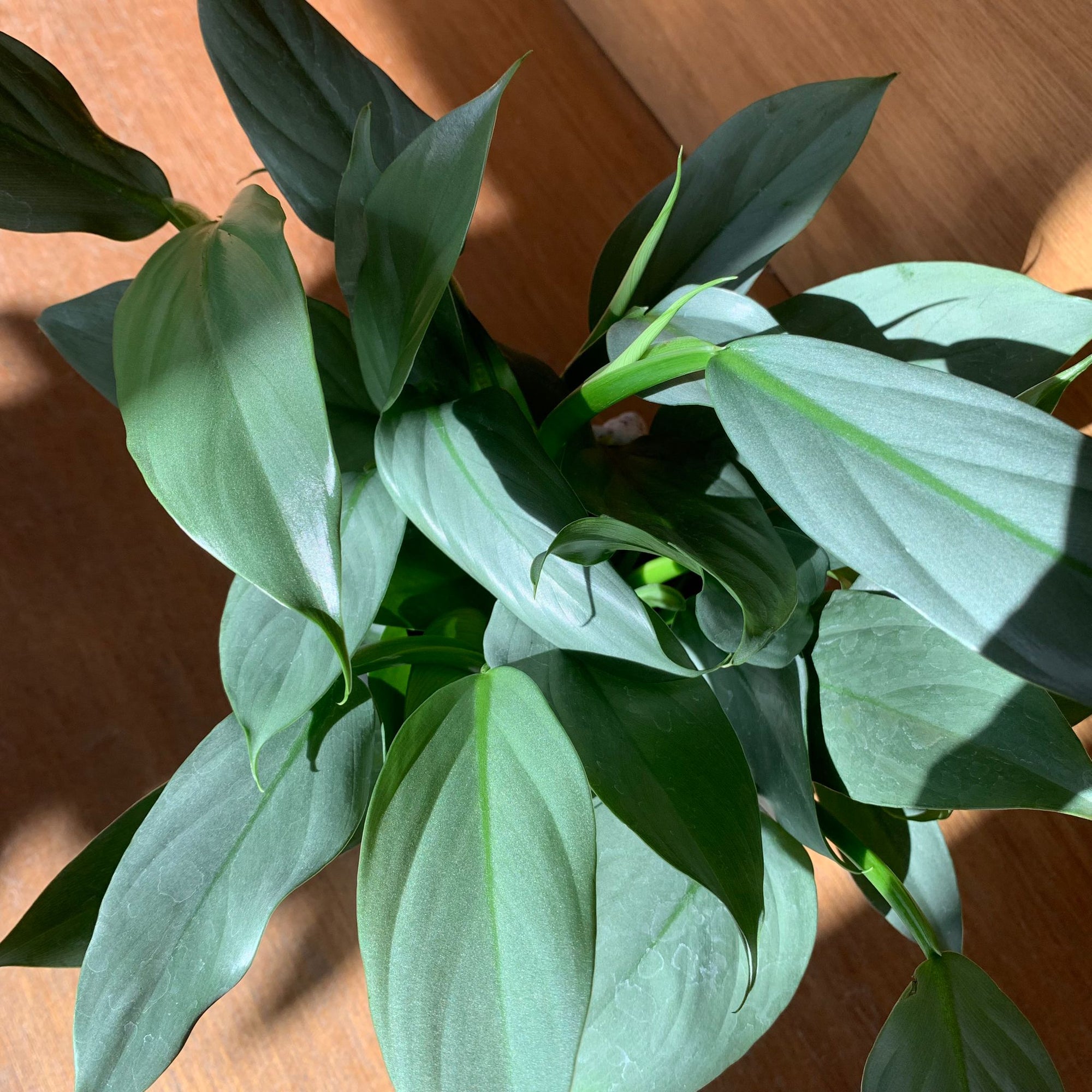 Philodendron &#39;Silver metal&#39; フィロデンドロン シルバーメタル