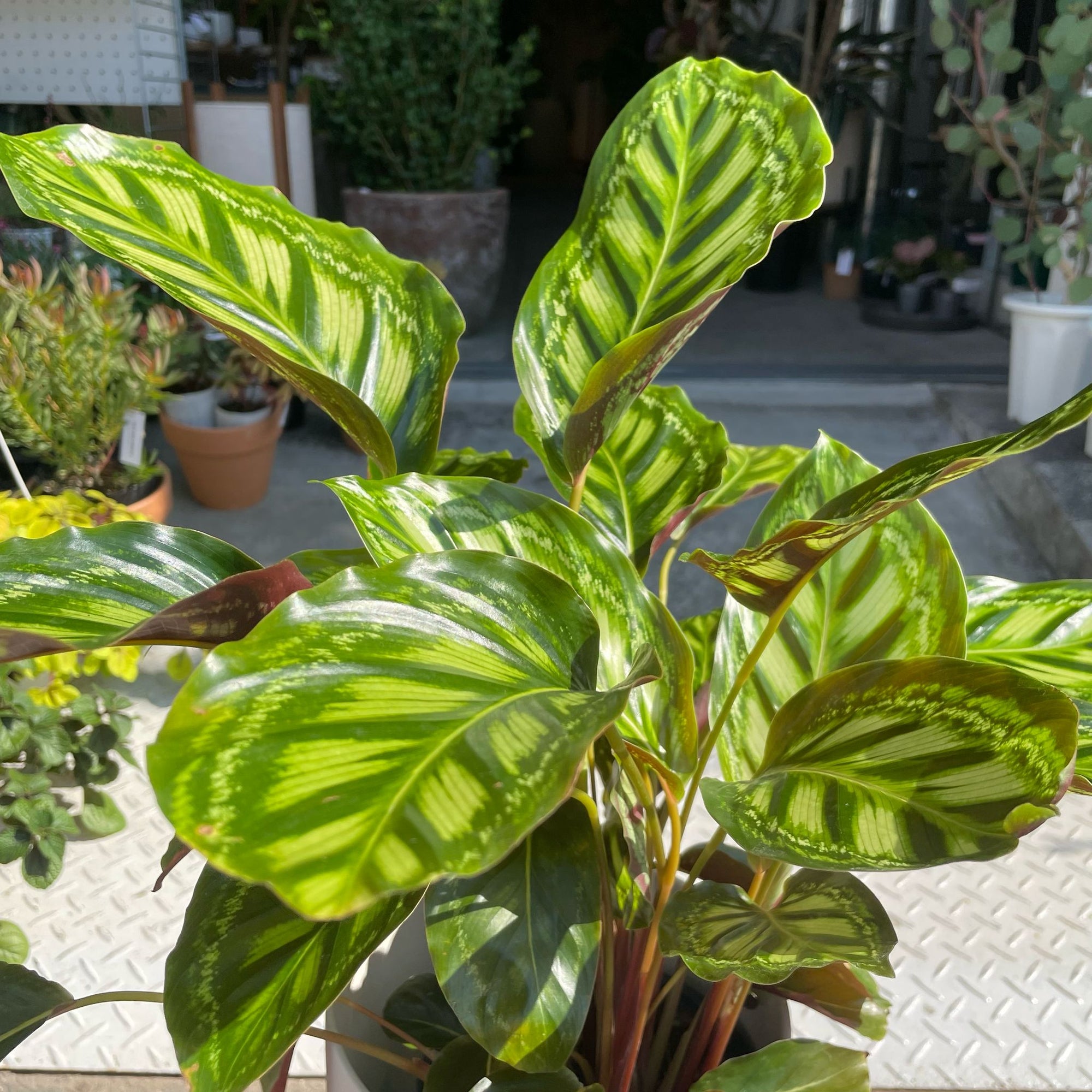 Calathea Jungle velvet  カラテア フレームスター