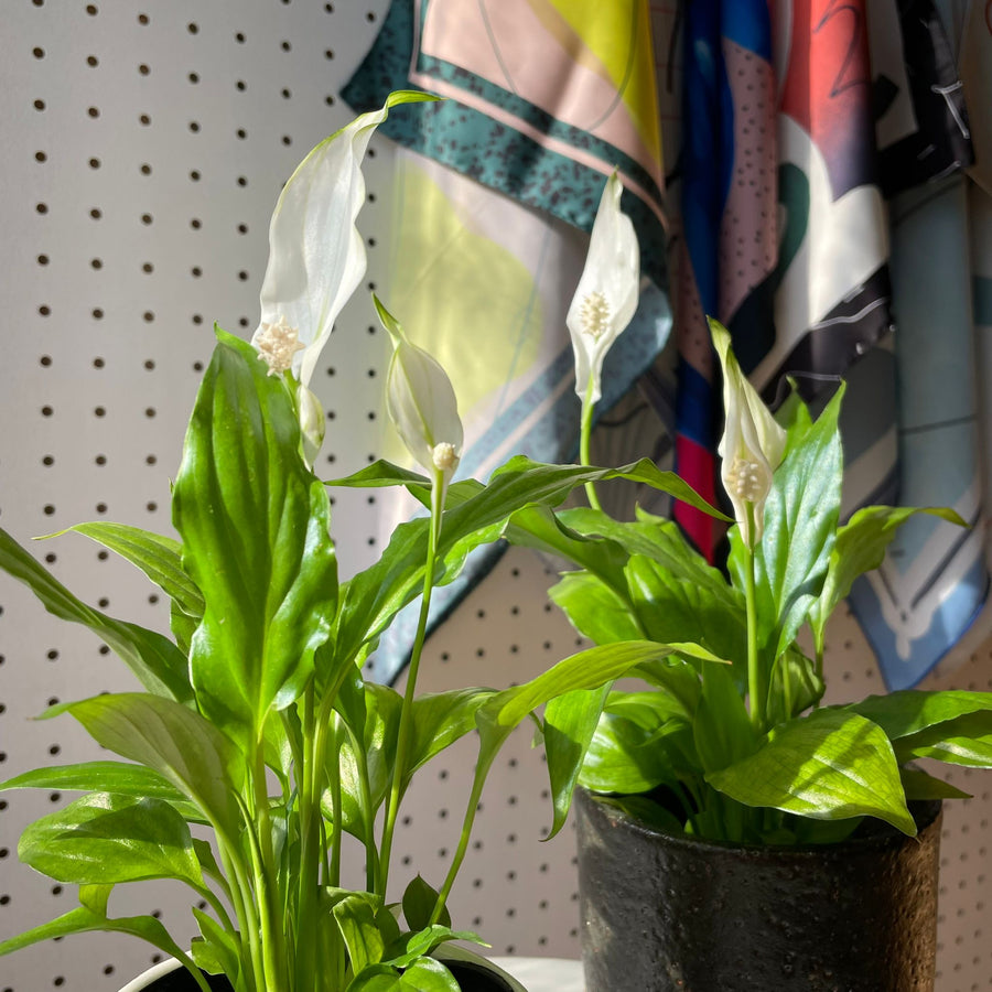 スパッティフィラム キャニフォリウム 黄斑 Spathiphyllum Cannifolium ' Yellow-Variegata  '(その他)｜売買されたオークション情報、yahooの商品情報をアーカイブ公開 - オークファン（aucfan.com）  designerdaluz.online | designerdaluz.online