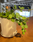 Peperomia hope  ペペロミア ホープ