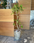 Ficus Altissima フィカス アルテシーマ