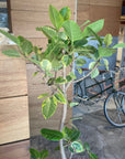 Ficus Altissima フィカス アルテシーマ