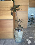 Rubber Plant (Ficus elastica 'Burgundy')フィカス バーガンディ