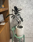 Rubber Plant (Ficus elastica 'Burgundy')フィカス バーガンディ