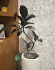 Rubber Plant (Ficus elastica 'Burgundy')フィカス バーガンディ