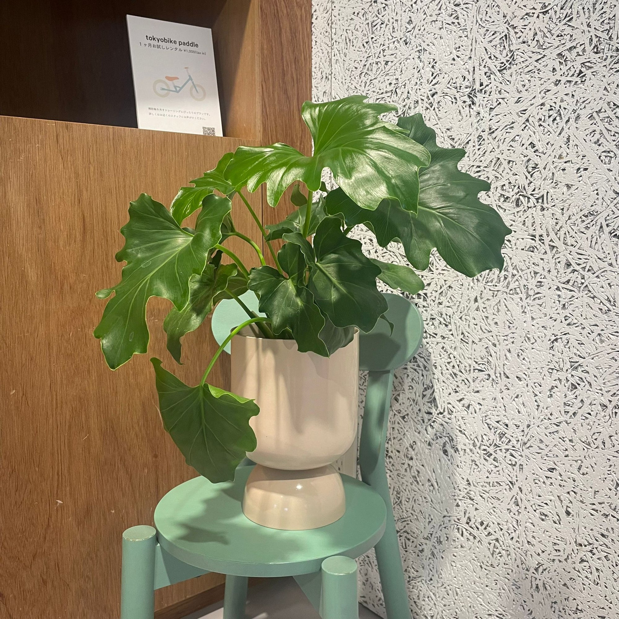 ゴブレットプランター Goblet Planter By Lightly