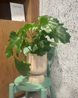 ゴブレットプランター Goblet Planter By Lightly