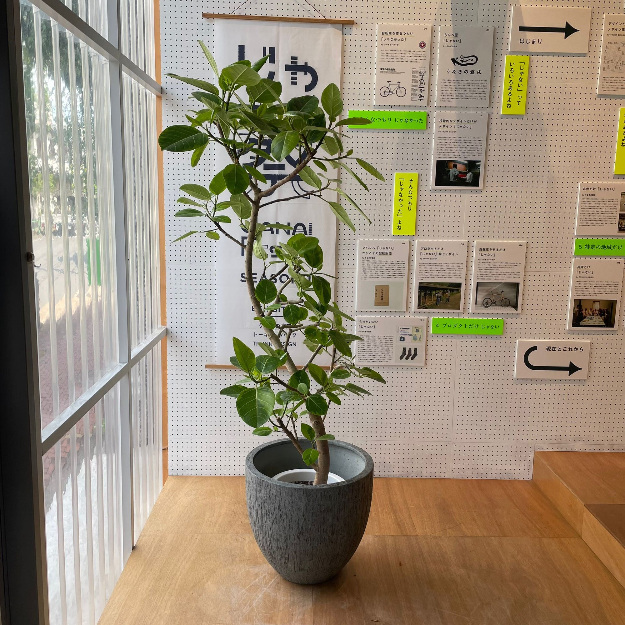 Ficus Altissima フィカス アルテシーマ