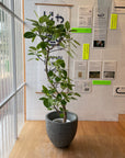 Ficus Altissima フィカス アルテシーマ