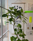 Ficus Altissima フィカス アルテシーマ