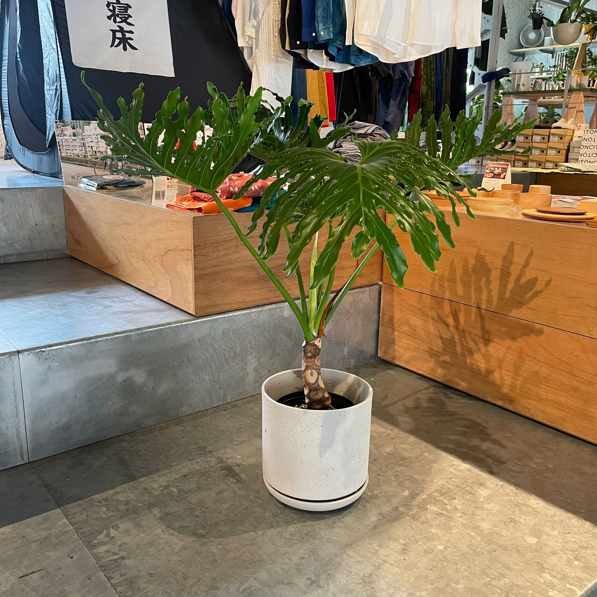 Philodendron selloum  フィロデンドロン　セローム