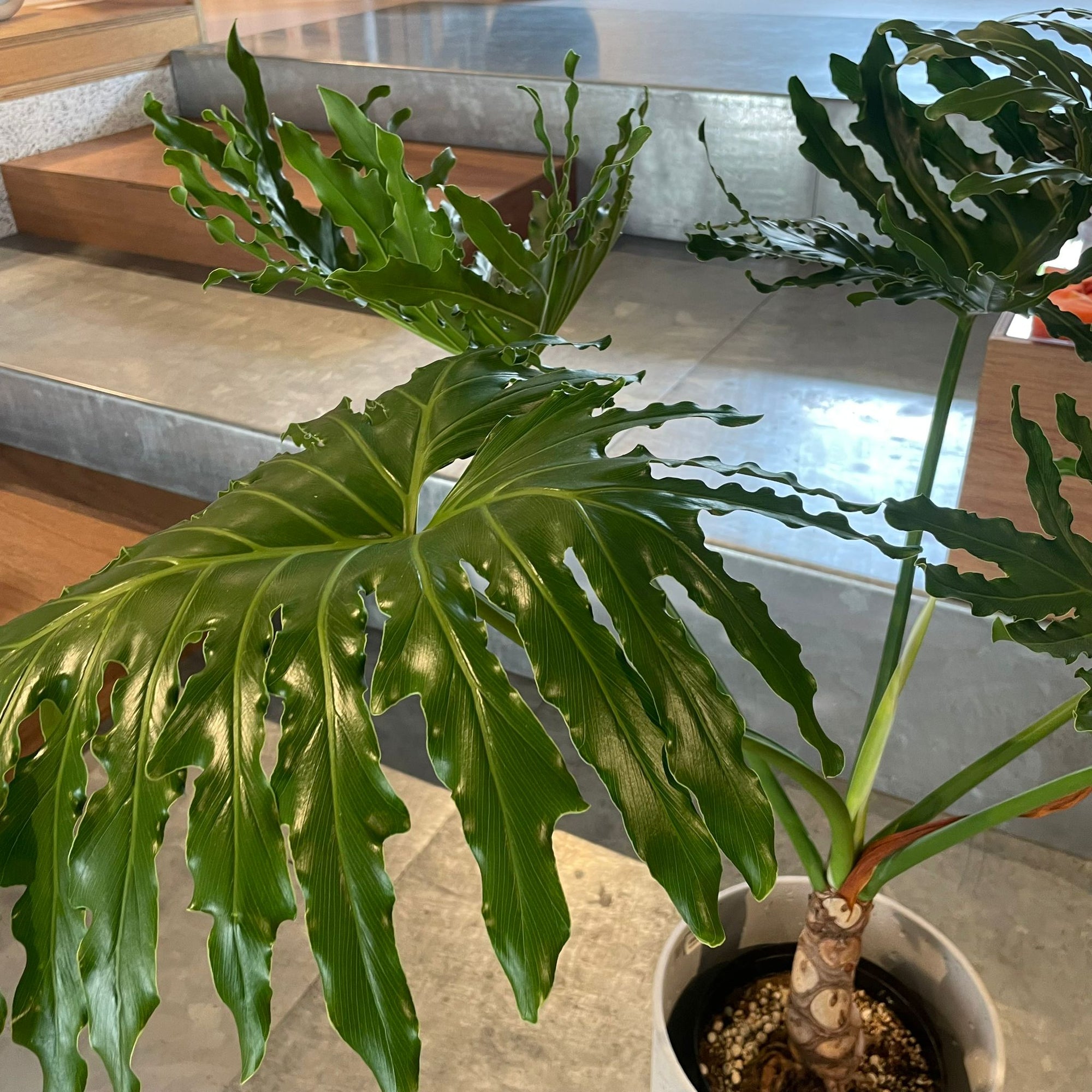 Philodendron selloum  フィロデンドロン　セローム