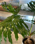 Philodendron selloum  フィロデンドロン　セローム