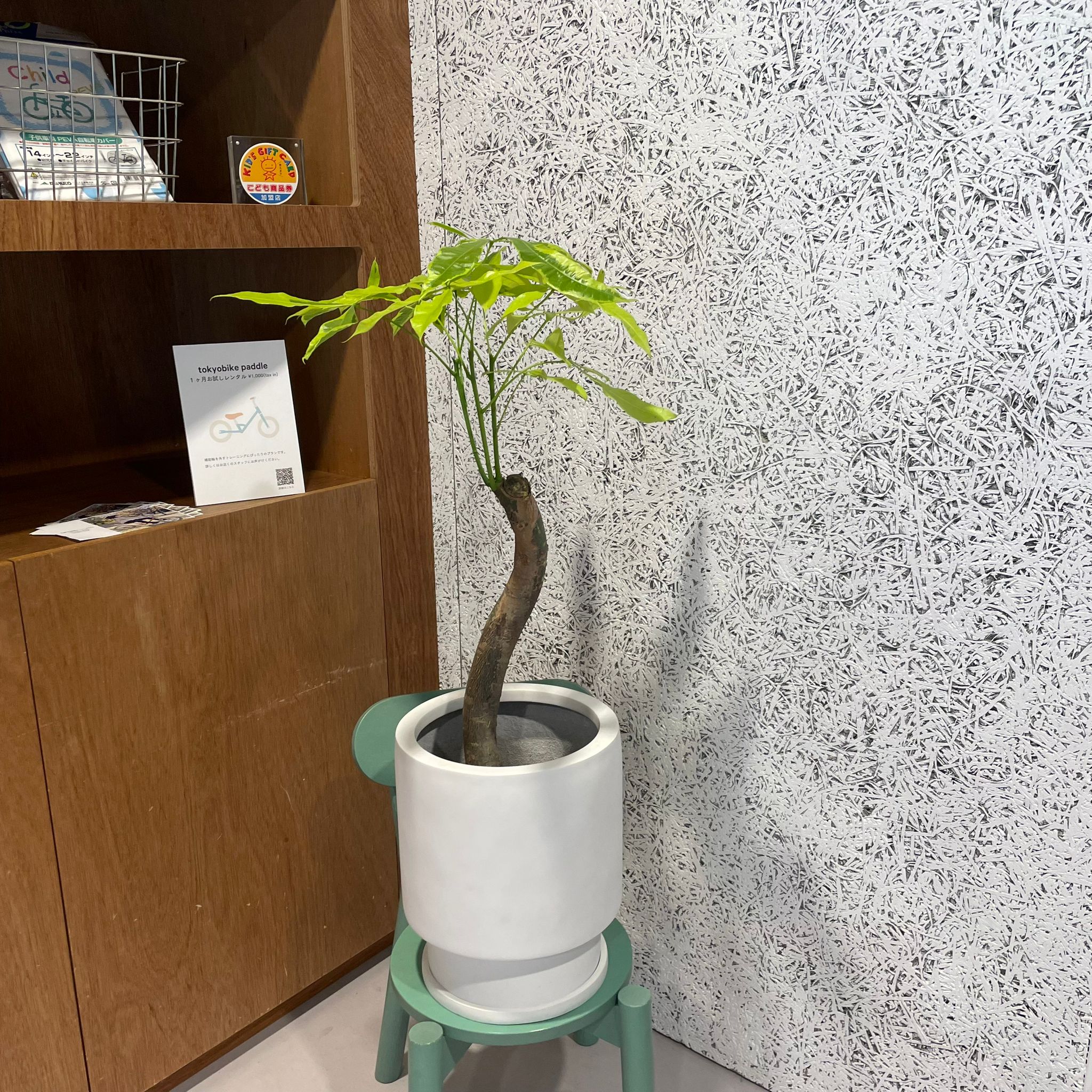 パキラ ムーンライト I インドアプランツ I プラントソサエティトーキョー – THE PLANT SOCIETY TOKYO