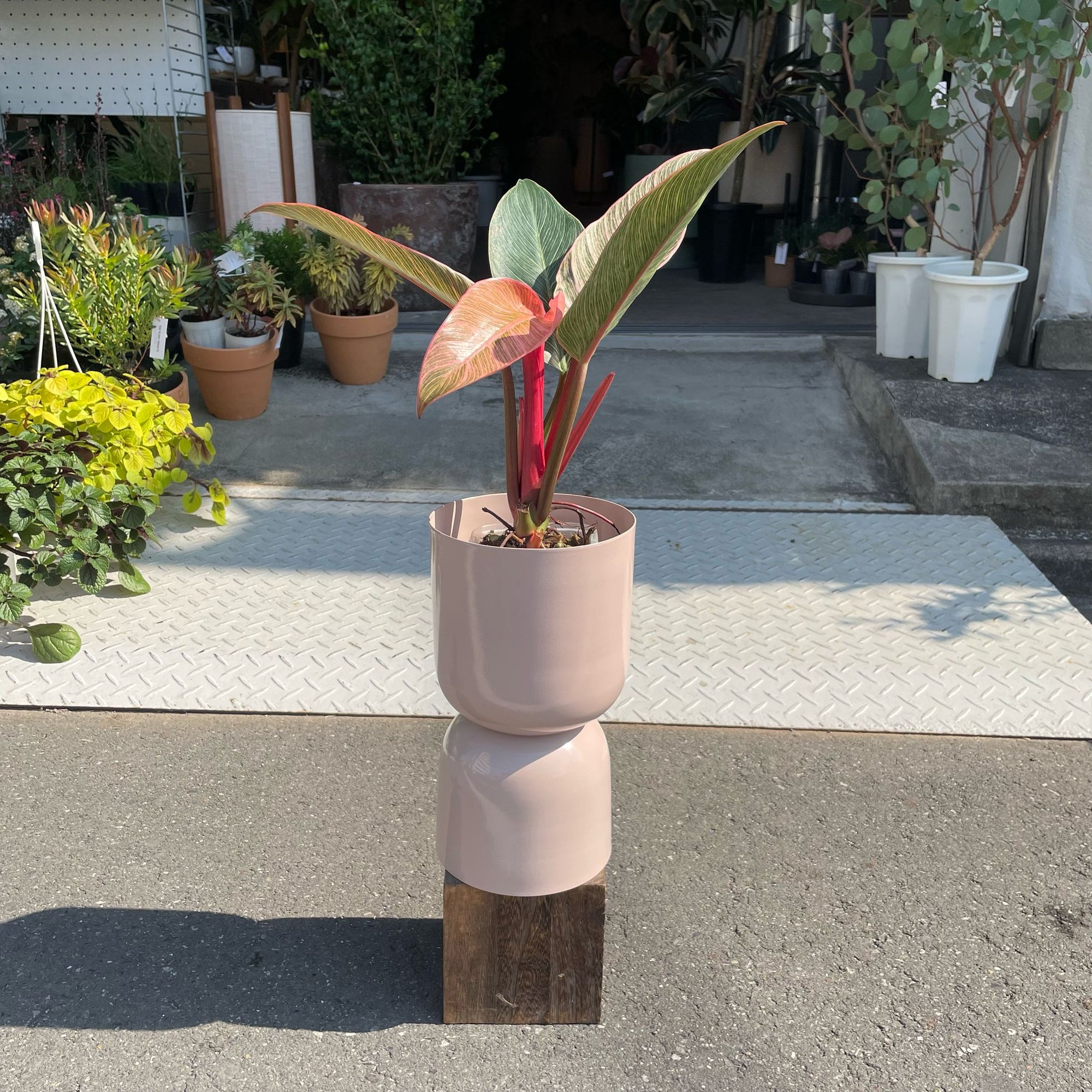 Philodendron ‘Pink Birkin’ フィロデンドロン ピンクバーキン