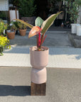 Philodendron ‘Pink Birkin’ フィロデンドロン ピンクバーキン