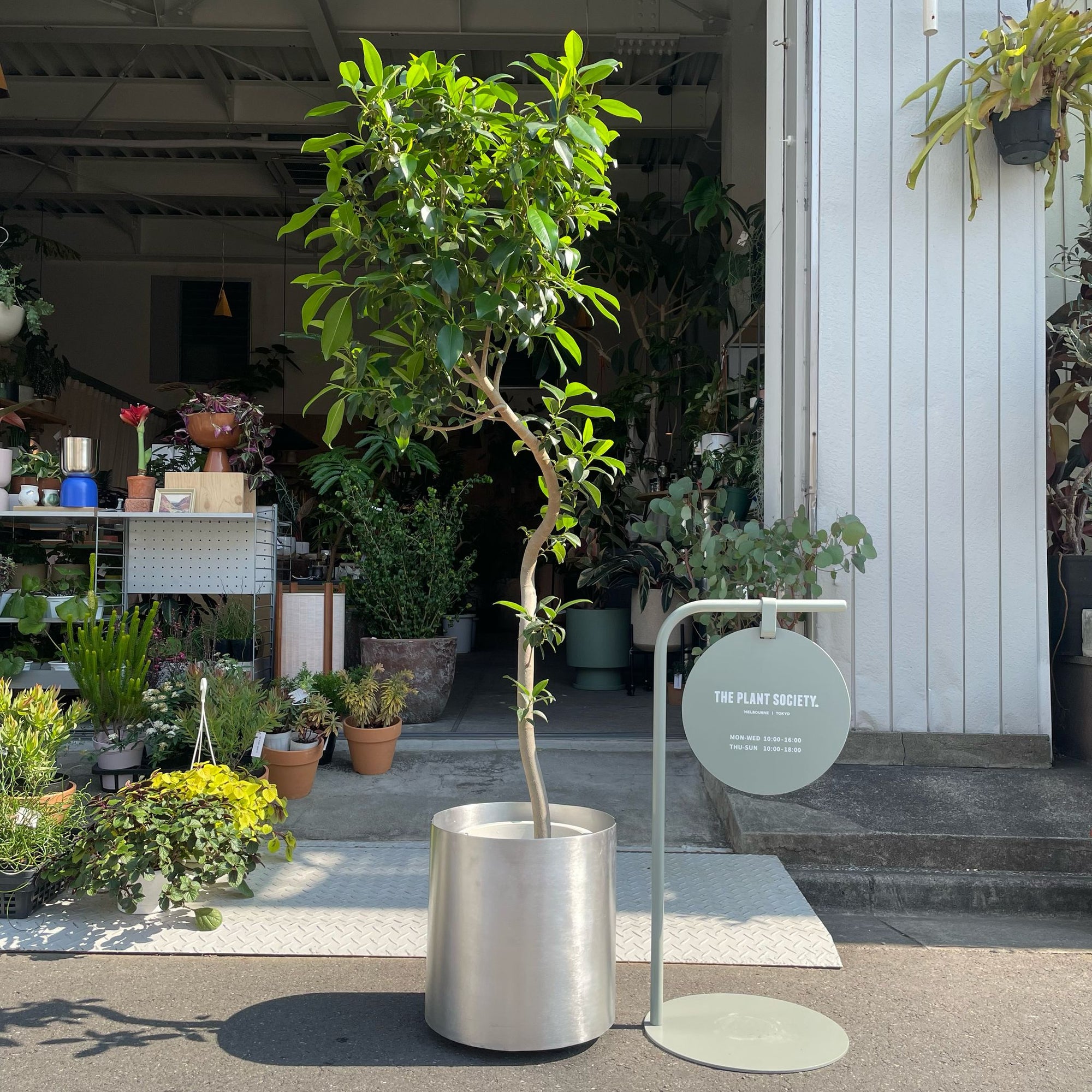 Ficus retusa Jumboleaf フィカス  ジャンボリーフ