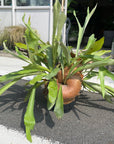 Common staghom fern Hanging ビカクシダ(コウモリラン)