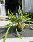 Common staghom fern Hanging ビカクシダ(コウモリラン)