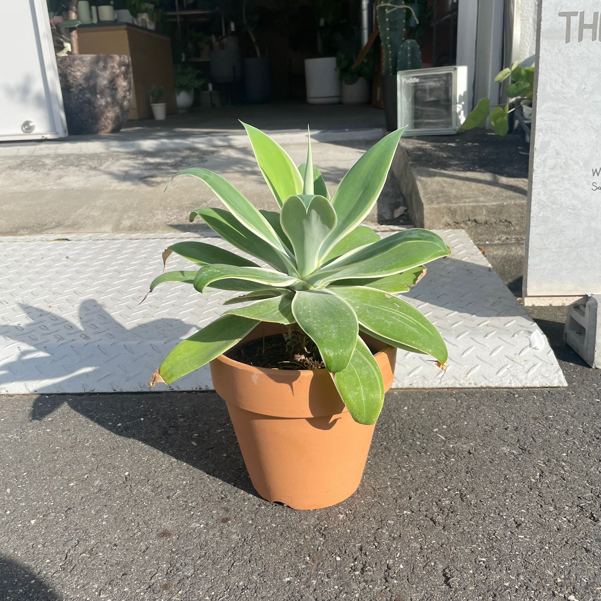 アガベアテナータ I インドアプランツ Iプラントソサエティトーキョー – THE PLANT SOCIETY TOKYO