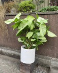 Syngonium podophyllum ‘white butterfly’  シンゴニウム ･ ホワイトバタフライ