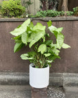 Syngonium podophyllum ‘white butterfly’  シンゴニウム ･ ホワイトバタフライ